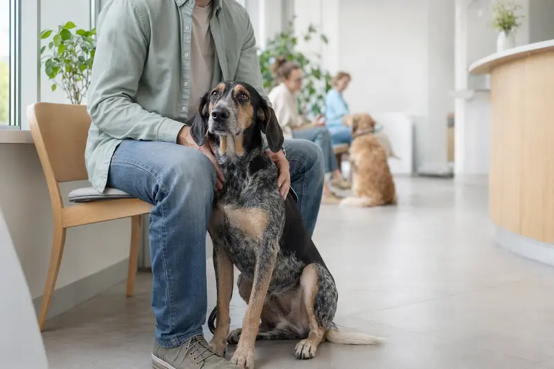 Ein Griechischer Spürhund sitzt ruhig neben seinem Besitzer im hellen Wartezimmer einer modernen Tierarztpraxis.
